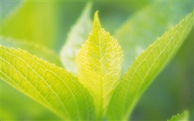 Light green leaves close-up HD wallpaper