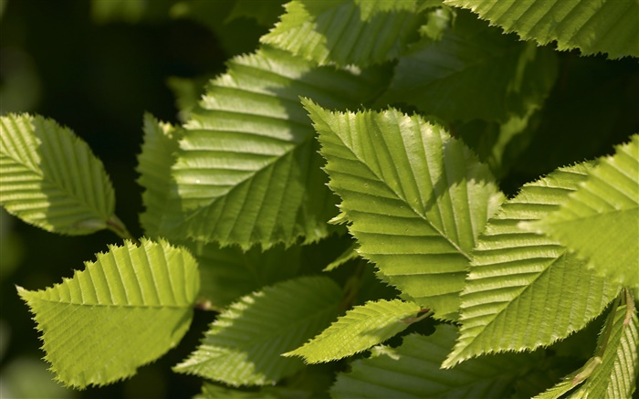 Light green leaves Wallpapers Pictures Photos Images