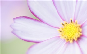 Light purple flower close-up, petals