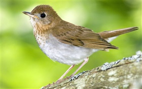 Little bird, Canada HD wallpaper