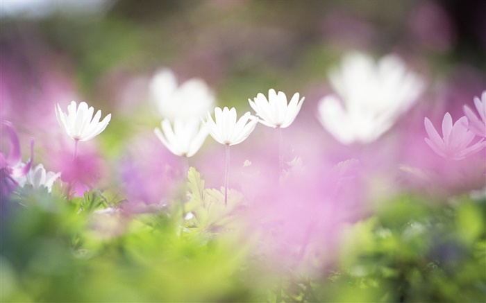 Little white flowers close-up, blurry Wallpapers Pictures Photos Images
