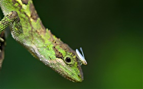 Lizard with insect HD wallpaper