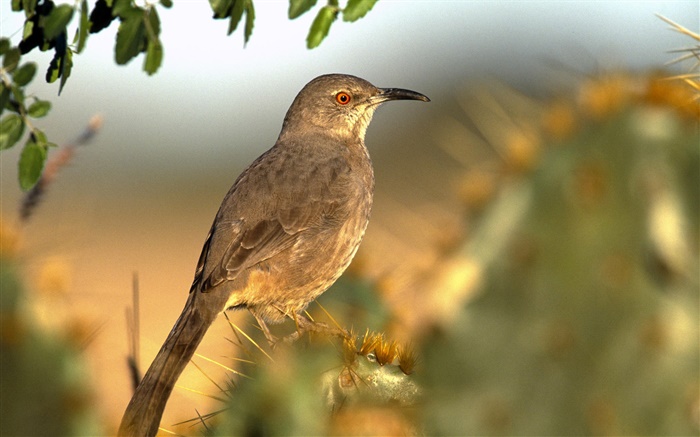 Lonely bird, bokeh Wallpapers Pictures Photos Images