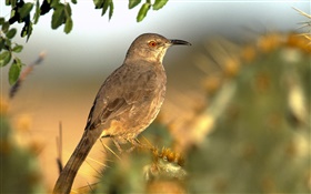 Lonely bird, bokeh HD wallpaper