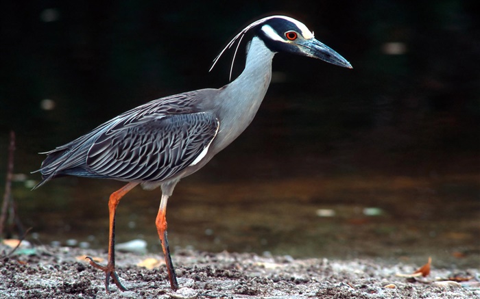 Lonely bird walking Wallpapers Pictures Photos Images