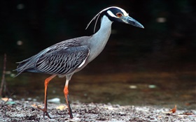 Lonely bird walking HD wallpaper