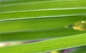 Long leaves close-up HD wallpaper