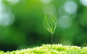 Long shoots, spring, water droplets HD wallpaper