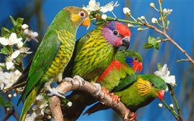 Lorikeets, flowers HD wallpaper