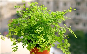 Maidenhair fern, green bonsai HD wallpaper