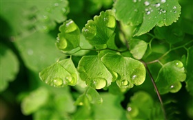 Maidenhair fern, leaves, water drops HD wallpaper
