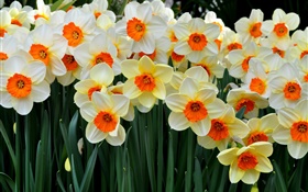 Many daffodils HD wallpaper