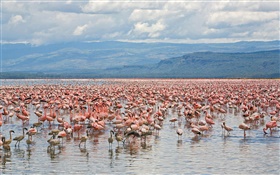 Many flamingos, Lake nakuru National Park, Kenya HD wallpaper
