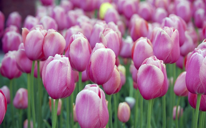 Many purple tulip flowers, bokeh Wallpapers Pictures Photos Images
