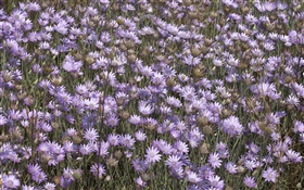 Many wild purple flowers HD wallpaper