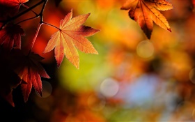 Maple leaves close-up, red, bokeh, autumn HD wallpaper