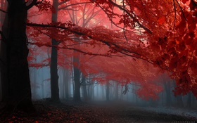 Mist, forest, trees, autumn, red leaves HD wallpaper