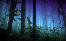 Morning, forest, trees, fog HD wallpaper
