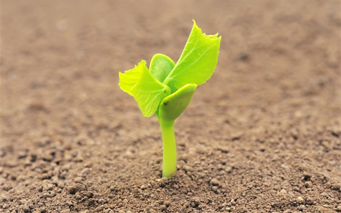 Mud, green shoots Wallpapers Pictures Photos Images