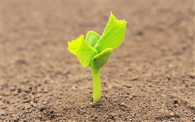 Mud, green shoots HD wallpaper