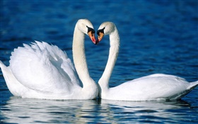 Mute swan, two white swans, lake HD wallpaper
