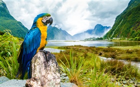 Nature parrot HD wallpaper