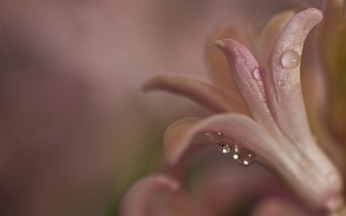 Night, flower close-up, petals, dew Wallpapers Pictures Photos Images