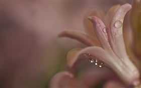 Night, flower close-up, petals, dew HD wallpaper