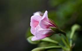 Not yet fully open flower
