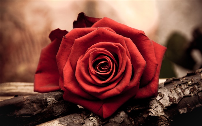 One red rose flower close-up Wallpapers Pictures Photos Images