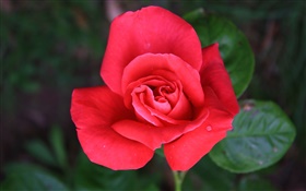 One red rose flower HD wallpaper