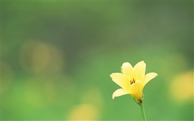 One yellow flower, green background HD wallpaper