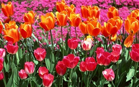 Orange and pink colors, tulip flowers HD wallpaper