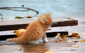 Orange kitten, autumn, leaves HD wallpaper