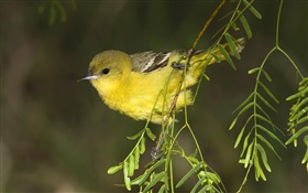 Orchard oriole, birds close-up HD wallpaper