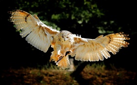 Owl flight wings