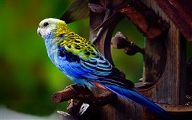 Pale-headed rosella bird