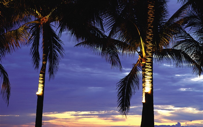 Palm trees, night, lights Wallpapers Pictures Photos Images
