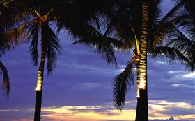 Palm trees, night, lights HD wallpaper