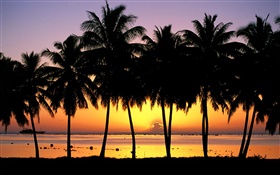 Palm trees, silhouette, sunset, sea, boats HD wallpaper