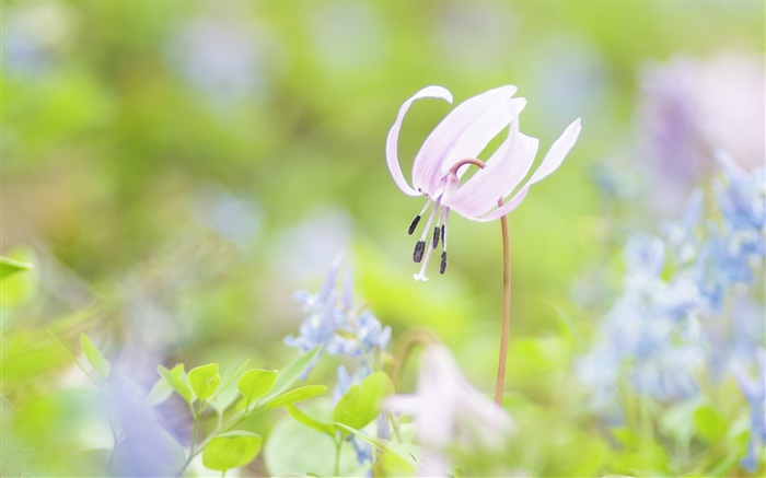 Park flowers close-up, blurred background Wallpapers Pictures Photos Images