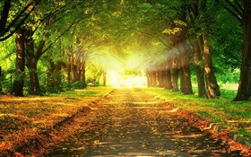 Park, road, trees, sun rays, autumn HD wallpaper