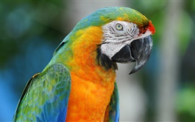 Parrot close-up HD wallpaper