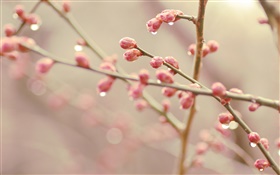 Peach flower buds, spring, twigs HD wallpaper