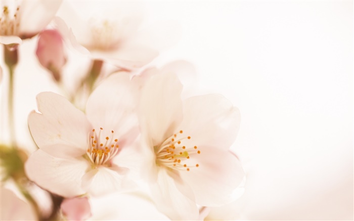 Peach flowers close-up, petals Wallpapers Pictures Photos Images