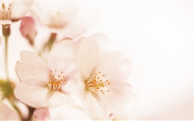 Peach flowers close-up, petals HD wallpaper