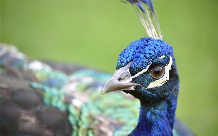 Peacock head close-up Wallpapers Pictures Photos Images