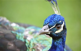 Peacock head close-up HD wallpaper