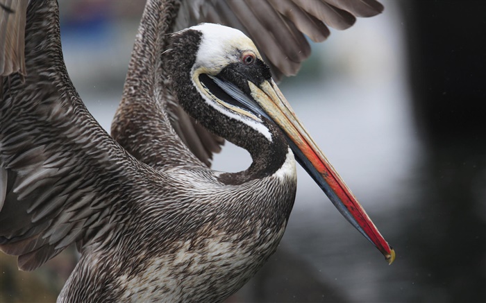 Peruvian pelican flapping wings, Peru Wallpapers Pictures Photos Images
