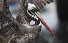 Peruvian pelican flapping wings, Peru